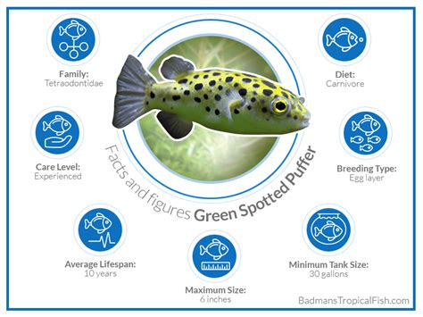 green spotted puffer fish food|green spotted puffer feeding chart.